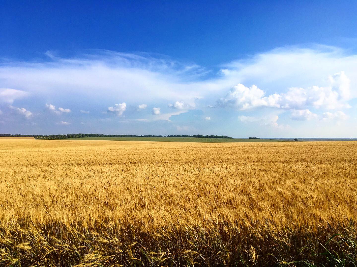 Лет краснодарскому краю